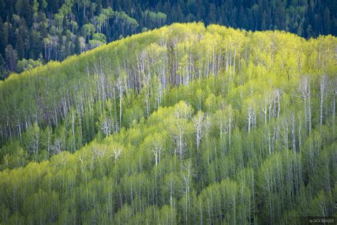 Aspen Spring Light | San Juan Mountains, Colorado | Mountain ...