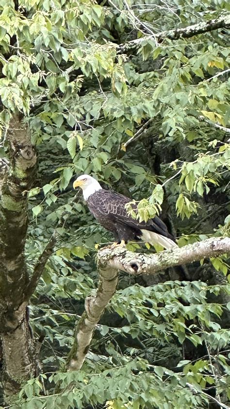 Eagles in Pennsylvania | Visit Potter-Tioga Pennsylvania