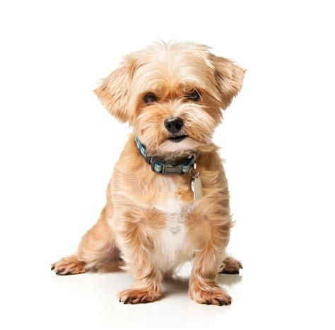 Shorkie Mixed Dog Breed Pictures, Characteristics, & Facts