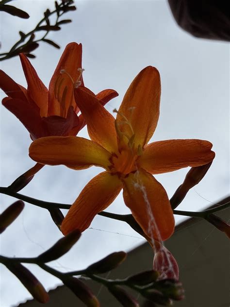 Garden Montbretia From Calle Blanco Y Negro Turrialba Cartago Cr On