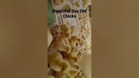 Beautiful 1 Day Old Chicks Youtube