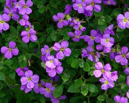 Aubrieta Deltoidea Gardensonline