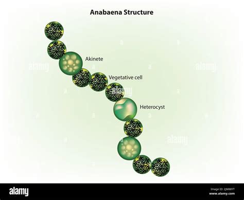 Anabaena Under Microscope Labeled