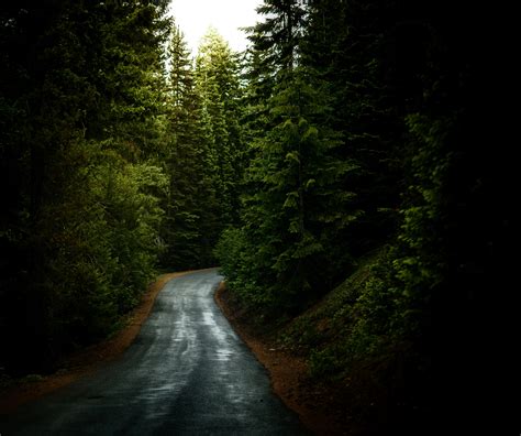 a narrow forest road surrounded by evergreen trees in crescent, crescent forest road 4k HD Wallpaper