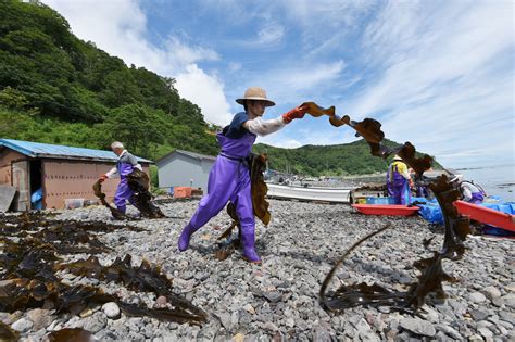 Finding Extraordinary Konbu In A Remote Hokkaido Fishing Village