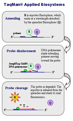 Pcr Quantitative Principe