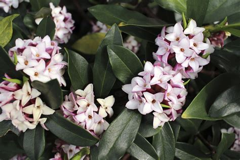 Daphne Plants | Growing Guides | Daltons