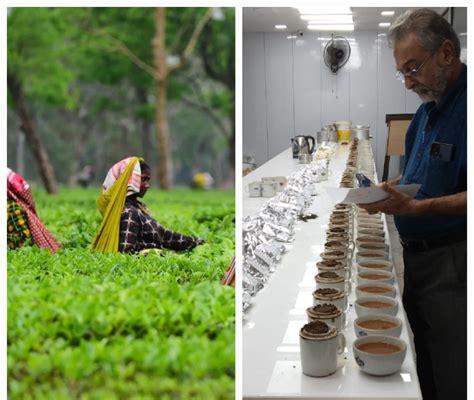 About Us – Darjeeling Tea Trade & Overseas