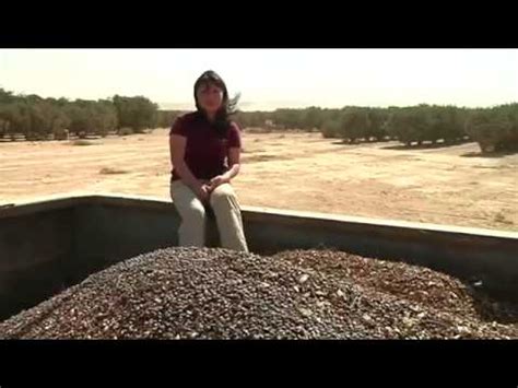 Масло жожоба из египта - YouTube