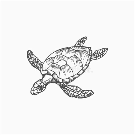 Loggerhead Turtle Icon Stock Illustrations 276 Loggerhead Turtle Icon