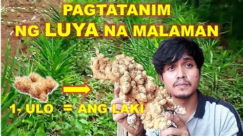 Paano Magtanim Ng Luya At Umani Ng Marami Youtube