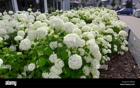 Garden hydrangea, Lace cap hydrangea (Hydrangea macrophylla), white ...