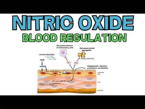 NITRIC OXIDE AND BLOOD REGULATION VASODILATION HOW IT WORKS YouTube