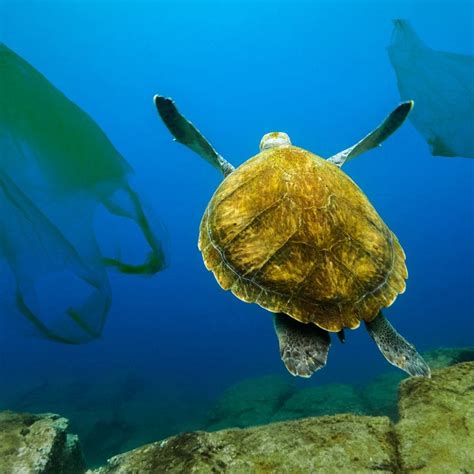 The Scary Truth About Plastic Bags And What You Can Do About It