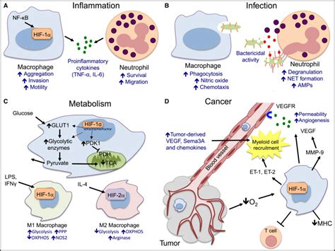 Hif Transcription Factors Inflammation And Immunity Immunity