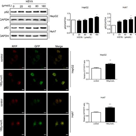 Hsya Blocks Autophagic Flux In Liver Cancer Cells A Western Blot