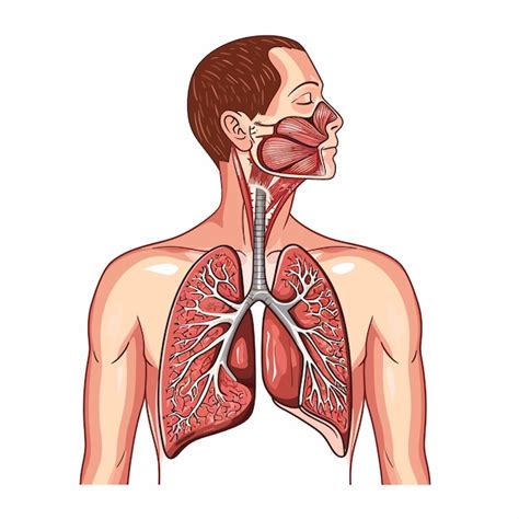 Premium Vector Human Respiratory System Vector Illustration