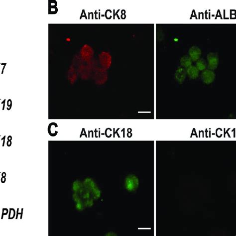 Characterization And Identification Of Human Sscs A Rt Pcr Revealed