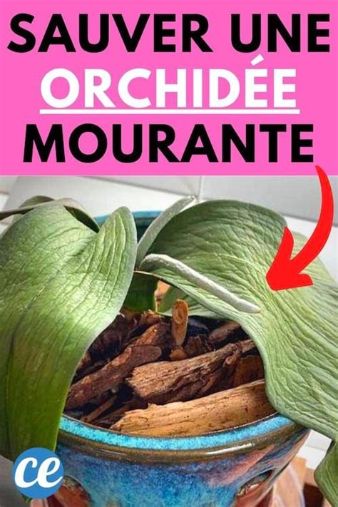 Comment Sauver une Orchidée Mourante L Astuce Pour la Ramener à la