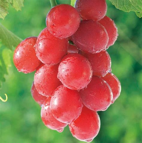 US$ 1.45 - 15PCS Ruby Roman Grapes Seeds - www.deargogo.com