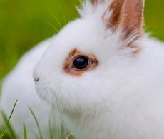 Bunny eye care - Rabbit eye problems | Petplan