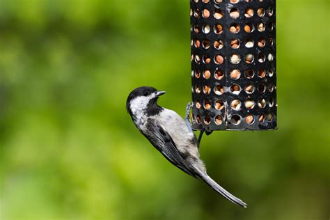 Cómo hacer un comedero para aves con una botella de plástico