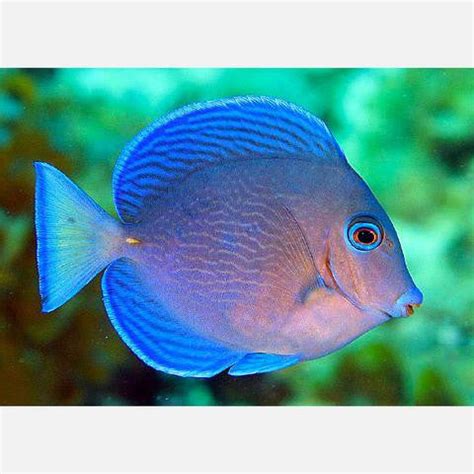 Atlantic Blue Tang Size: S 1" to 2" – Violet Aquarium