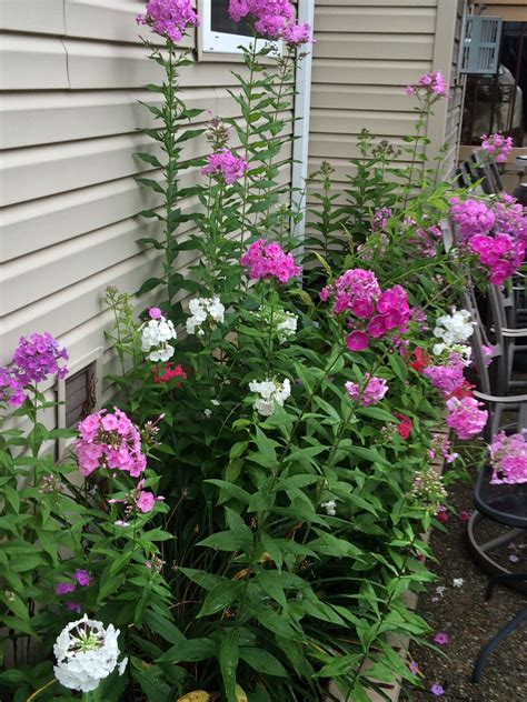 Phlox Flowers Colors