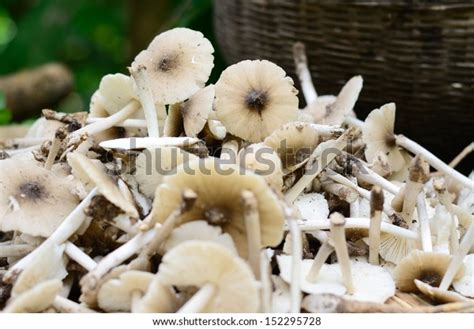 termite mushroom termitomyces fuliginosus heim foto de stock