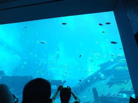 LC300 S'pore: S.E.A. Aquarium Resort World Sentosa Singapore