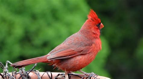 Northern Cardinal Bird Animal Male Free Photo On Pixabay Pixabay