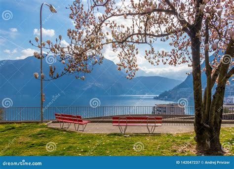 The Magnolia Tree And The Red Benches At The Hill In Lugano Stock Image