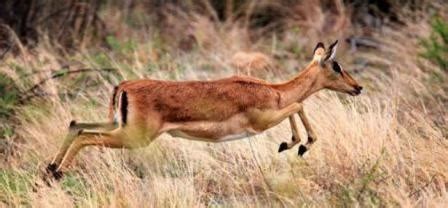 African Antelopes - Wildlife Facts