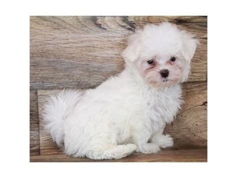 Maltese Dog Male White 3228435 Petland Lake St Louis And Fenton Mo