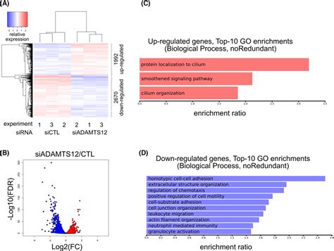 ADAMTS12 Is A Stromal Modulator In Chronic Liver Disease Dekky 2023