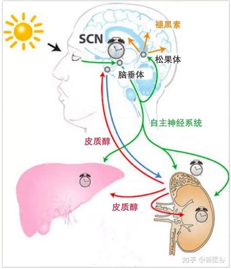 谷谷给你解析人的生物钟是咋回事 知乎