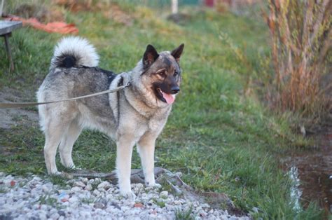 17 Norwegian Elkhound Mixes You Will Love