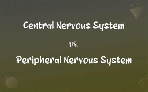 Central Nervous System Vs Peripheral Nervous System Whats The Difference