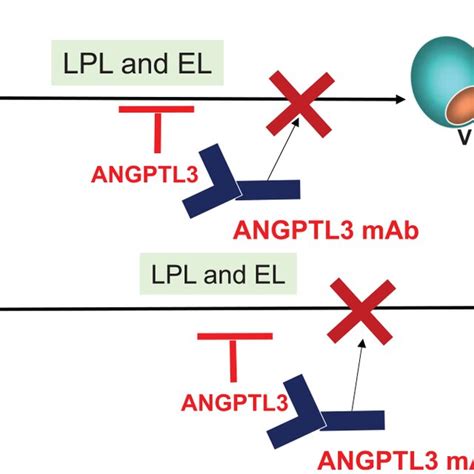 Mechanism Of Action Of ANGPTL3 Inhibition ANGPTL3 Is Synthesized And