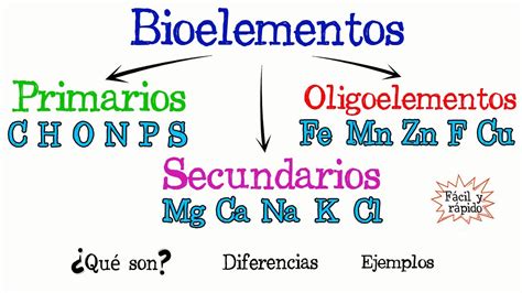 LOS BIOELEMENTOS Mind Map