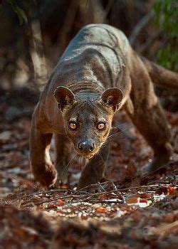 The Fossa Cryptoprocta Ferox Is The Largest Carnivore In Madagascar