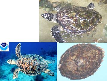 Sea Turtle Species Identification Flashcards | Quizlet