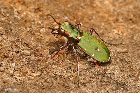 Green Tiger Beetle Photos Green Tiger Beetle Images Nature Wildlife