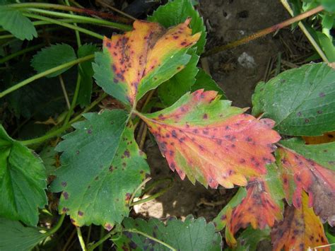 Leaf Scorch Tree Disease - Prevention and Control