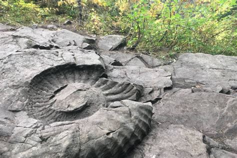 Wildsight looks to safeguard famed fossil - Fernie BC News