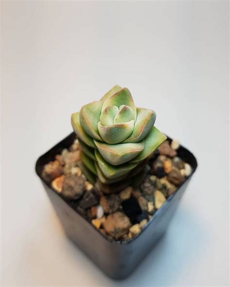 Crassula Moonglow Variegata Succulents Plants Garden