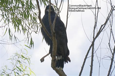 Birds and Nature: Common Black Hawk at Bosque del Apache NWR