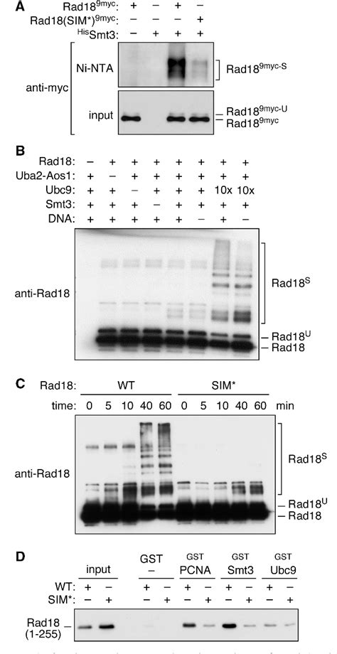 Figure From A Sumo Interacting Motif Activates Budding Yeast