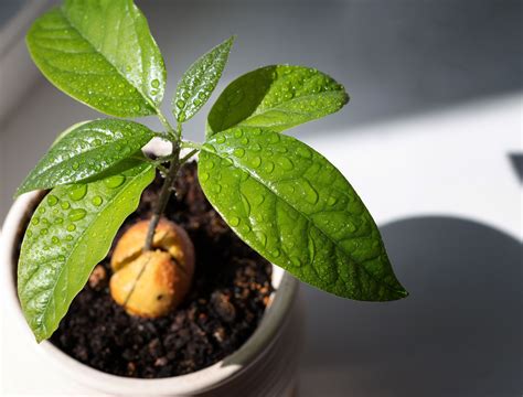 Can You Grow An Avocado Tree From Its Pit