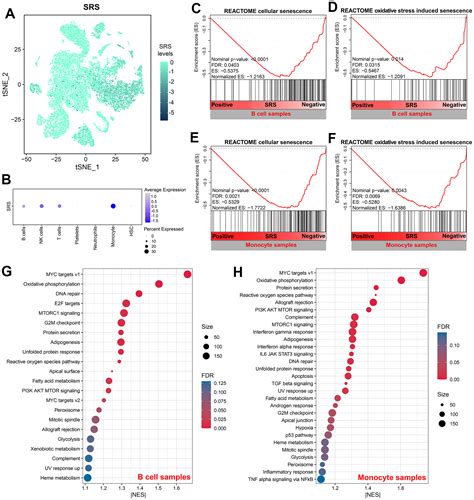 Unlocking The Potential Of Senescence Related Gene Signature As A